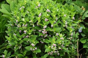 Melittis melissophyllum