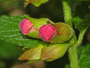 Melittis melissophyllum