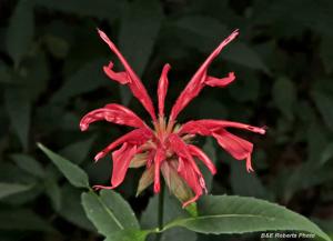 Monarda didyma