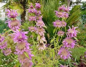 Monarda punctata