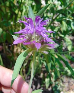 Monarda citriodora