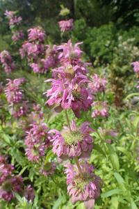 Monarda citriodora
