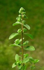 Origanum majorana