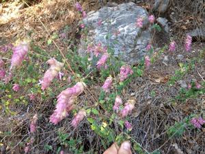 Origanum libanoticum
