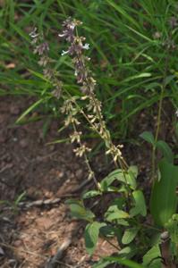 Orthosiphon rubicundus