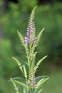 Physostegia virginiana