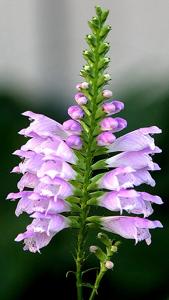Physostegia virginiana