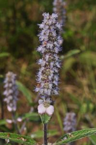 Platostoma cochinchinense
