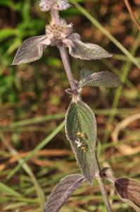 Platostoma cochinchinense