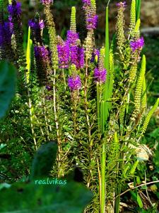 Pogostemon deccanensis