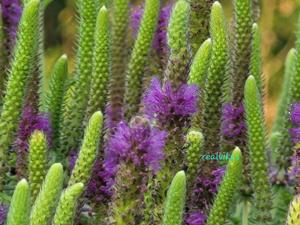 Pogostemon deccanensis