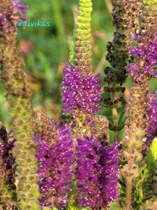 Pogostemon deccanensis