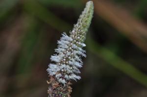 Pogostemon auricularius