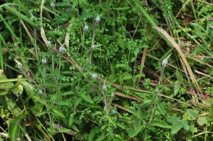 Pogostemon auricularius