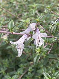 Prostanthera walteri