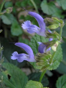 Salvia miltiorrhiza