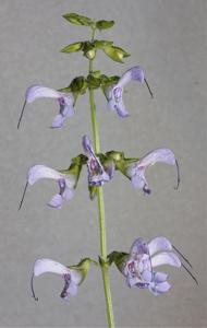 Salvia miltiorrhiza