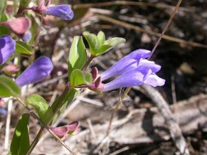 Scutellaria montana