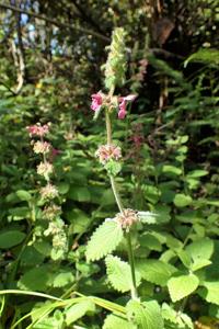 Stachys ajugoides var. rigida