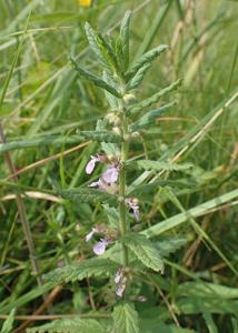 Teucrium scordium