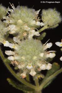 Teucrium decaisnei