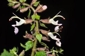 Teucrium quadrifarium