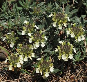Teucrium montanum