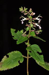 Teucrium quadrifarium