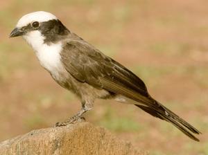 Eurocephalus ruppelli