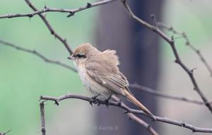 Lanius isabellinus arenarius