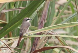 Lanius phoenicuroides