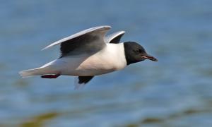 Hydrocoloeus minutus