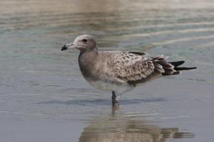 utils/thumbs/Laridae/Ichthyaetus_4GcWZXCFSFfKSpTdJCFKnZ.jpg
