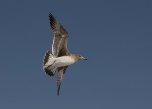 Ichthyaetus hemprichii