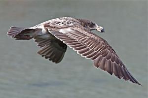 Larus pacificus