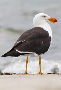 Larus pacificus pacificus