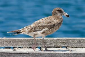 Larus pacificus