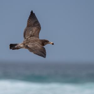 Larus pacificus