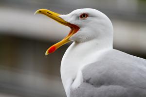 Larus michahellis