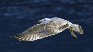 Larus michahellis