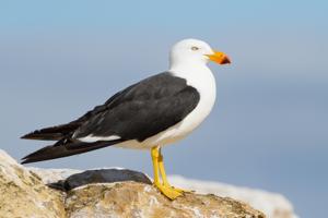 Larus pacificus