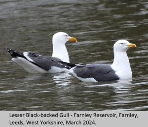 Larus fuscus