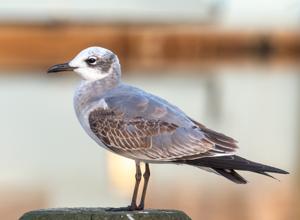 Leucophaeus atricilla
