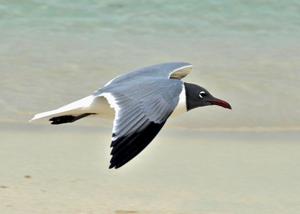 Leucophaeus atricilla