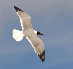 Leucophaeus atricilla