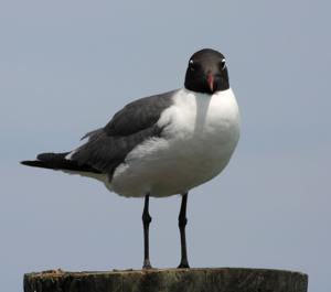 Leucophaeus atricilla