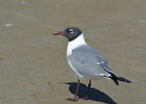 Leucophaeus atricilla