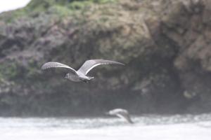 Leucophaeus modestus