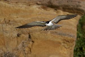 Onychoprion fuscatus