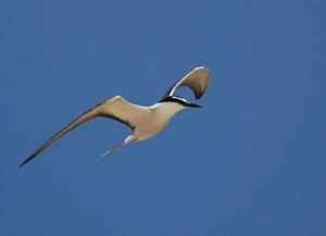 Onychoprion anaethetus